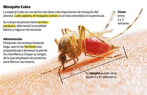 Se Est N Estableciendo Medidas Para Evitar Que La Fiebre Del Nilo Sea