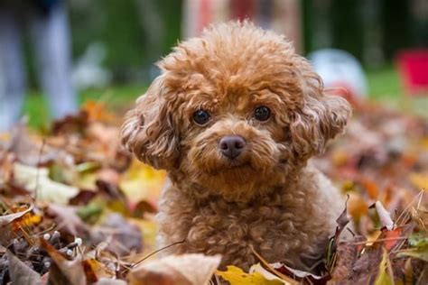 40 Amazing Poodle Dog Puppies Pictures - Tail and Fur