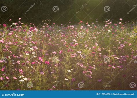 Sunshine Is Lighting From Sky At Cosmos Flower Fields In The Evening