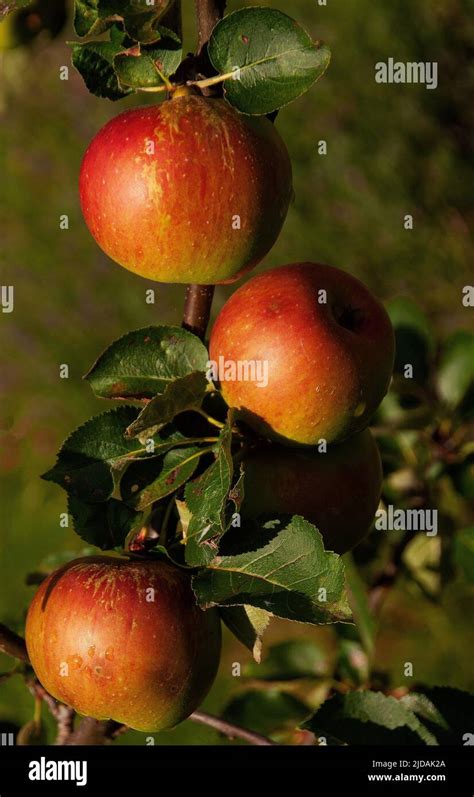 Malus Domestica Bramley S Seedling Stock Photo Alamy