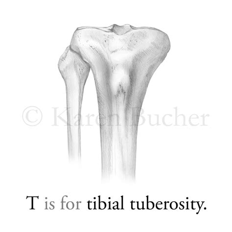 tibial tuberosity | Alphanatomy