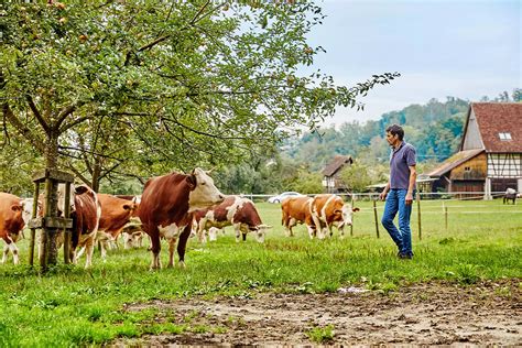 Rindfleisch Direkt Vom Bauern Online Kaufen Kaufnekuh Kaufnekuh