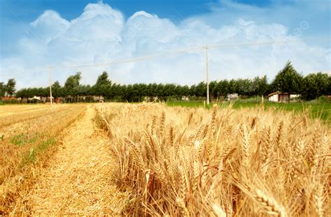 Golden Wheat Fields Under Blue Sky And White Clouds Background Golden