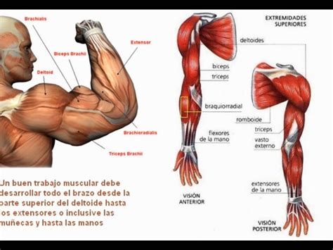 M Sculos Del Antebrazo Origen Funciones Y M S