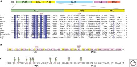 The Transactivation Domains Of The P53 Protein