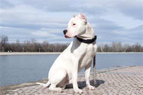 Dog Dogo Argentino Resting Argentinian Mastiff Beautiful White Dog