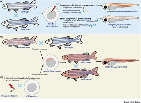 Zebrafish Infection From Pathogenesis To Cell Biology Trends In Cell