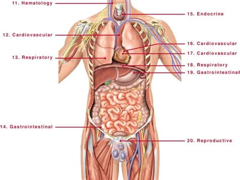 Male Human Anatomy Diagram Koibana Info Human Organ Diagram Human