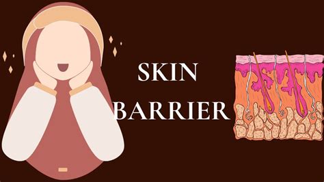 Skin Barrier What You Need To Know And How To Protect It Healthierfolks