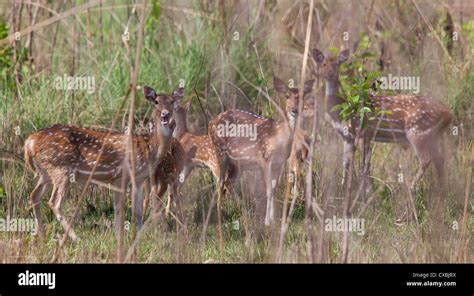 Spotted Deer Axis Axis Bardia National Park Nepal Stock Photo Alamy