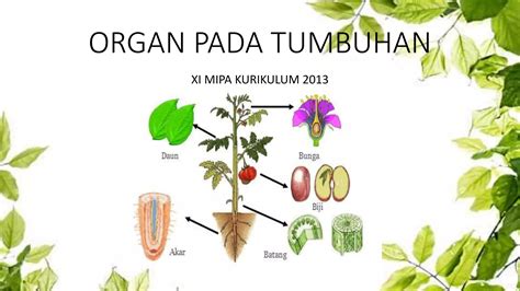 Organ Pada Tumbuhan Kelas Xipptx