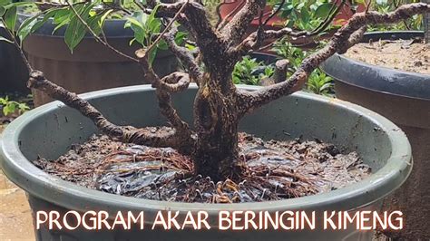 PROGRAM AKAR KIMENG MELINGKAR Kimeng Bonsai Viral Programakar