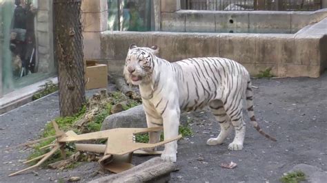 ホワイトタイガー ロッキーの誕生日会 東武動物公園 Youtube