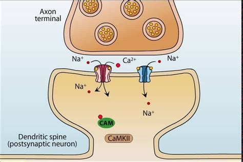 What is Lissauer’s tract? — Brain Stuff