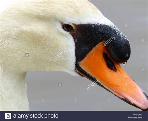 Portrait Of A Mute Swan Male Swan Stock Photo Alamy