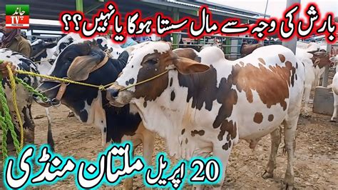 Today New Multan Cow Mandi Fresh Latest Update Cow Mandi