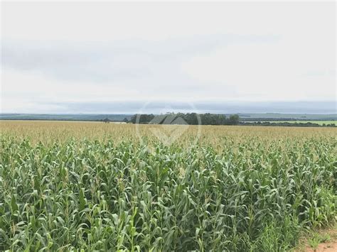 Fazenda S Tio M Em Zona Rural Em Nova Mutum Por R