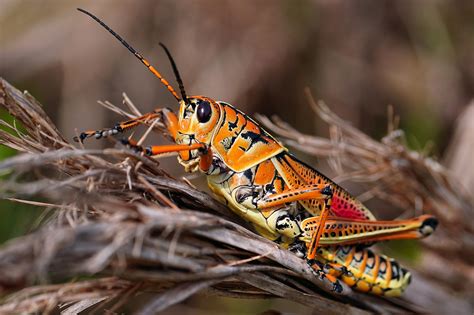 Eastern lubber grasshopper | BirdForum