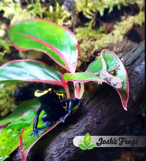 Keeping Mourning Geckos And Dart Frogs Together Josh S Frogs How To