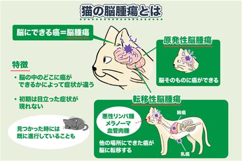 猫の脳腫瘍 ― 原因や症状、検査方法、治療法、改善・完治のヒント＜コルディ研究室＞