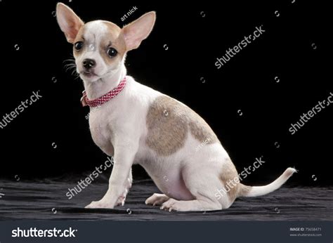 Fawn Markings Chihuahua Stock Photos - 4 Images | Shutterstock