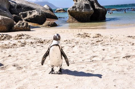 Zwemmen Met Pingu Ns Op Boulders Beach In Zuid Afrika