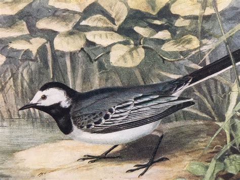 1907 Pied Wagtail Print Antique Bird Print Bird Wall Art Ornithology