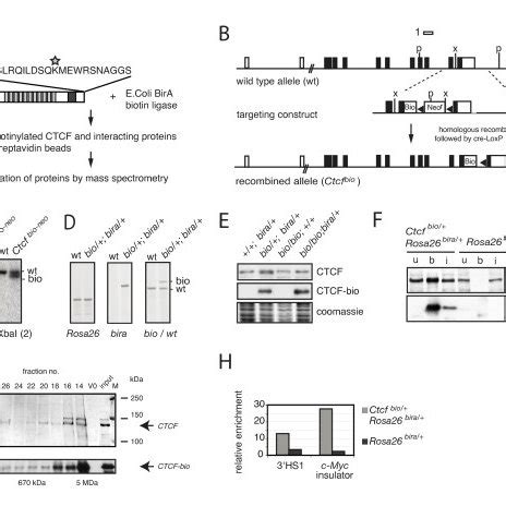 Characterization Of Biotinylated Ccctc Binding Factor Ctcf A