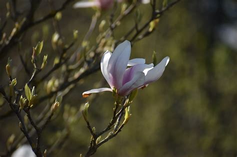 Magnolie Blume Pflanze Kostenloses Foto Auf Pixabay Pixabay