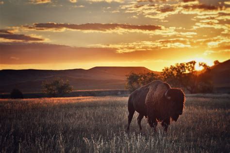 Wild Bison At Sunset Next To My Campsite At The Badlands Flickr