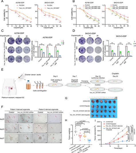 Hsa Circ 0010467 Regulates The Sensitivity Of OC Cells To Cisplatin In