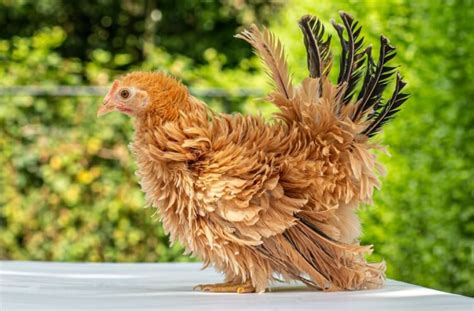 Frizzle Chickens A Guide To The Fun Chicken Breed Somerzby