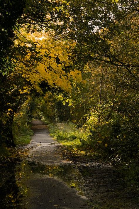 Pathway in an Autumn Forest · Free Stock Photo