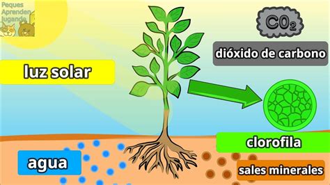 Presente Motel Pasivo Que Es La Fotosintesis De Las Plantas Explicacion