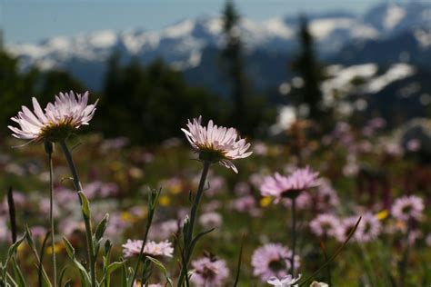 Best Easy Hikes and Waterfalls in Strathcona Park AKA: Hikes you can do ...