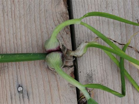 Поделюсь семенами, лук ранний Семейный, смешной в дар (Санкт-Петербург ...