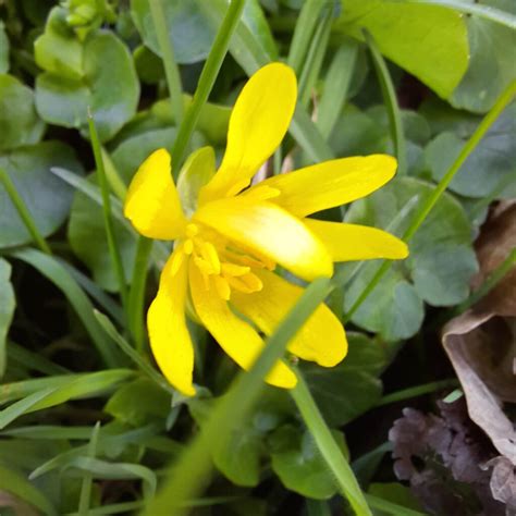 Sumpf Dotterblume Caltha Palustris WildLand