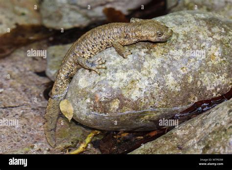 Salamandra pirenaica calotriton asper fotografías e imágenes de alta