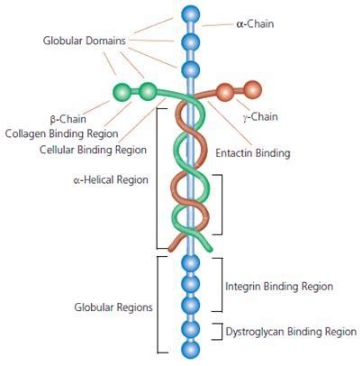 Laminin 925 933 CAS 110590 60 8 Extracellular Matrix Glycoprotein