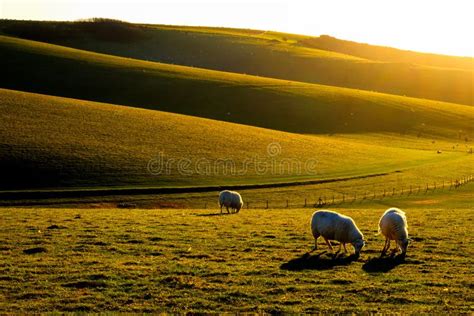 Rolling Hills Sheep Stock Photos Free Royalty Free Stock Photos