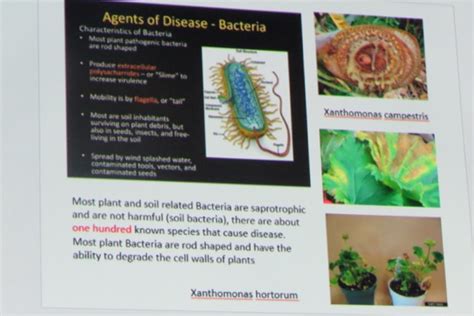 Pests and Diseases of Fuchsia and Geraniums by Ronald Kok – BC Fuchsia and Begonia Society