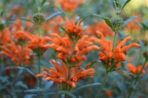 Leonotis leonurus – Nurseries Caroliniana