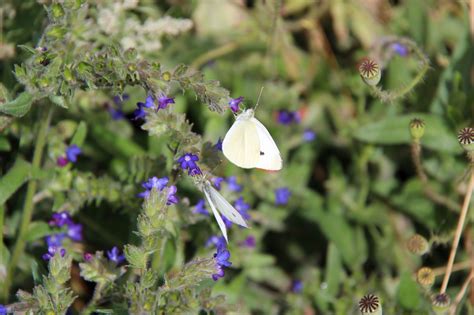 Fondos de pantalla jardín naturaleza mariposa insecto hierba