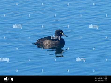 Female Tufted Duck Aythya Fuligula Stock Photo Alamy