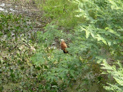 Fauna de El Pantanal / Estado de Mato Grosso do Sul / BRASIL