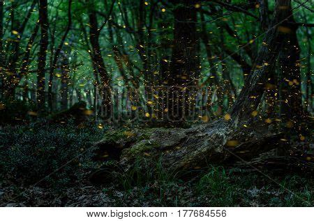 Fireflies/ Night Image & Photo (Free Trial) | Bigstock