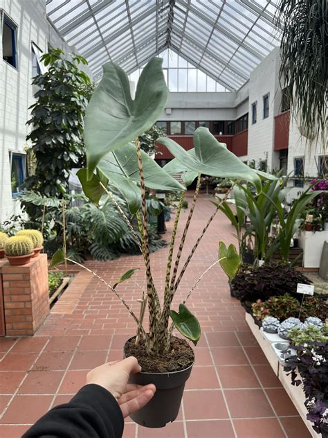 Alocasia Zebrina La Selva Gartneri