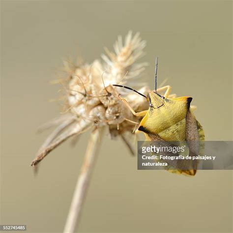 Bed Bug Close Up Photos and Premium High Res Pictures - Getty Images