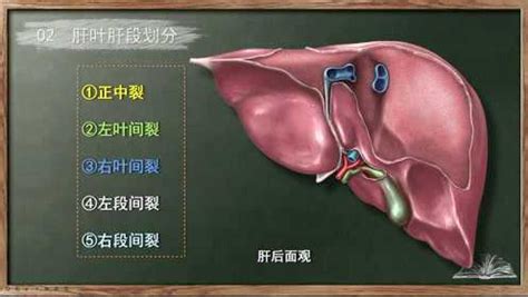 局部解剖学 肝的分叶和分段（下集）腾讯视频