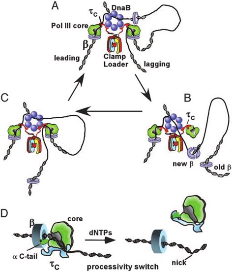 The Processivity Switch Recycles Dna Polymerase On The Lagging Strand Download Scientific